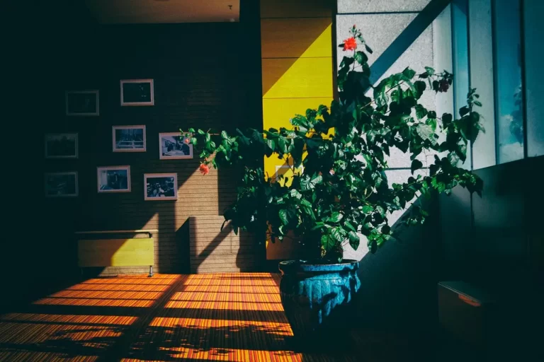 Dicas de Jardinagem para Criar Ambientes Urbanos mais Verdes e Relaxantes