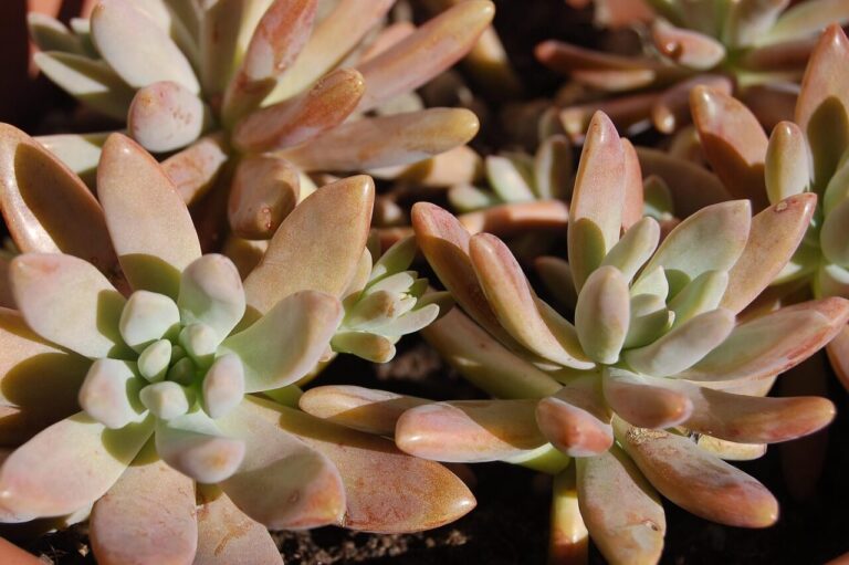 Como cuidar de suculentas: guia completo para iniciantes e apaixonados por plantas